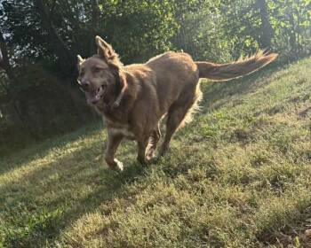 JUNIE -  Shepherd and Great Pyrenees Dog for Adoption in Holbrook, New York - JUNIE | PetCurious