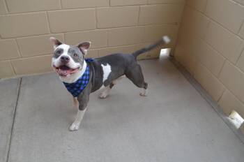 Pit Bull Terrier Dogs Available for Adoption in Mckinney, Texas - Rip | PetCurious