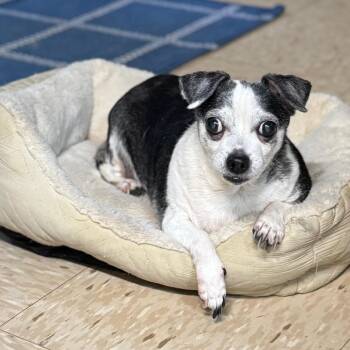 Chiquita -  Chihuahua and Mixed Breed Dog Available for Adoption in Lucedale, Mississippi - Chiquita | PetCurious