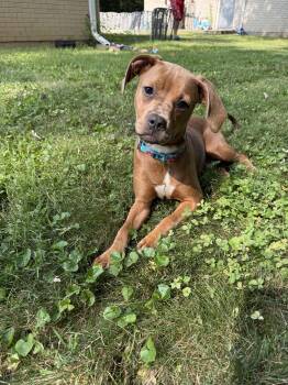 Etta Mae -  Chiweenie and Pit Bull Terrier Dog for Adoption in Indianapolis, Indiana - Etta Mae | PetCurious