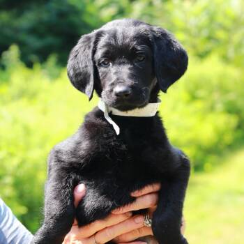 CT Dragonfly avail Jul 18 (Petco- Enfield, CT) -  Labrador Retriever and Mixed Breed Dog for Adoption in Stormville, New York - CT Dragonfly Avail Jul 18 (Petco- Enfield, CT) | PetCurious