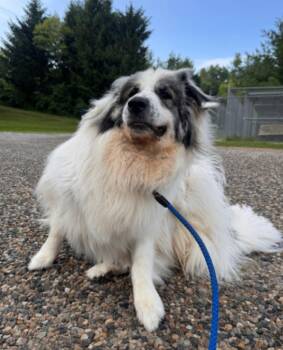 Aurora Blu -  Great Pyrenees Dog for Adoption in Osseo, Michigan - Aurora Blu | PetCurious