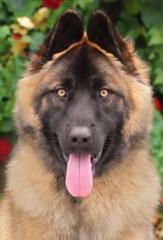 German Shepherd Dog Dogs Available for Adoption in Los Angeles, California - Webster Von Wildau | PetCurious