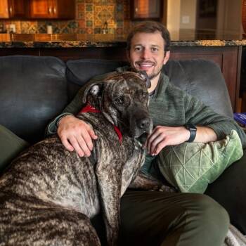 Mixed Breed Dogs Available for Adoption in Wheeling, Illinois - Tiger | PetCurious