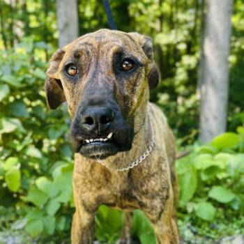 Izzy -  Plott Hound and Mixed Breed Dog for Adoption in Cedarburg, Wisconsin - Izzy | PetCurious