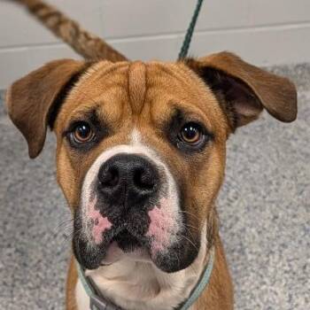 Pelican -  Mixed Breed Dog for Adoption in Greenville, South Carolina - Pelican | PetCurious