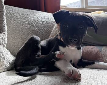 Labrador Retriever Dogs Available for Adoption in Denver, Colorado - Rose #5 | PetCurious