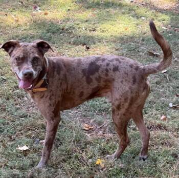Rescue Catahoula Leopard Dog and Mixed Breed Dogs for Adoption in Tomball, Texas - Phoenix | PetCurious