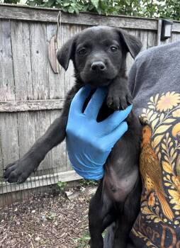 Yonex -  Labrador Retriever Dog for Adoption in Bull Valley, Illinois - Yonex | PetCurious