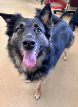 PABLO -  German Shepherd Dog Dog for Adoption in Derwood, Maryland - PABLO | PetCurious