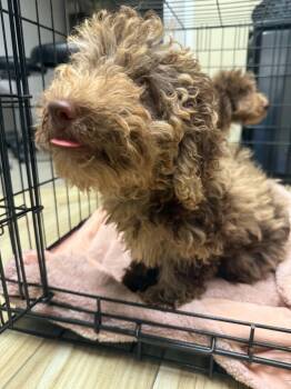 Cappuccino -  Poodle and Bernese Mountain Dog Dog for Adoption in Valrico, Florida - Cappuccino | PetCurious