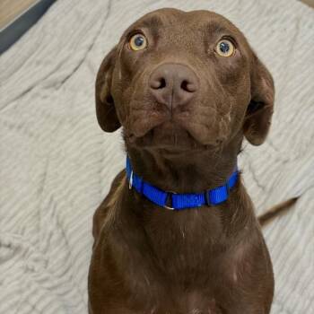 Betsy -  Mixed Breed Dog for Adoption in Matteson, Illinois - Betsy | PetCurious