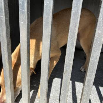 HONEY CAKES -  American Staffordshire Terrier Dog for Adoption in Greensboro, North Carolina - HONEY CAKES | PetCurious