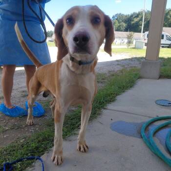 Banjo 6888 -  Coonhound Dog for Adoption in Loxahatchee Groves, Florida - Banjo 6888 | PetCurious