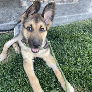Tropper -  Shepherd Dog for Adoption in Cashmere, Washington - Tropper | PetCurious
