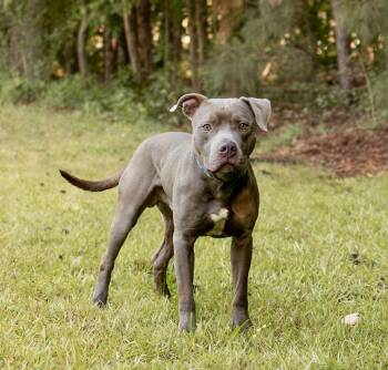 Ellis -  Mixed Breed Dog Available for Adoption in Durham, North Carolina - Ellis | PetCurious