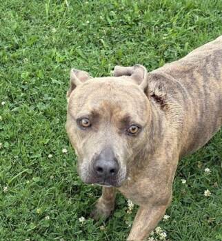 Rescue Pit Bull Terrier and Mixed Breed Dogs for Adoption in Tulsa, Oklahoma - BLANCA | PetCurious