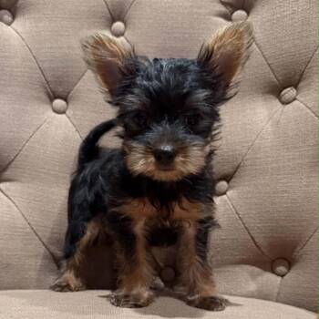 Adrian -  Yorkshire Terrier Dog for Adoption in Houston, Texas - Adrian | PetCurious