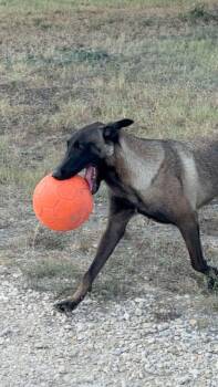 Rescue Belgian Shepherd Malinois Dogs for Adoption in Lockhart, Texas - Ava | PetCurious