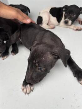 A661271 -  Pit Bull Terrier and Mixed Breed Dog for Adoption in Houston, Texas - A661271 | PetCurious