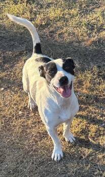 Rescue Terrier Dogs for Adoption in Calera, Alabama - Romie | PetCurious