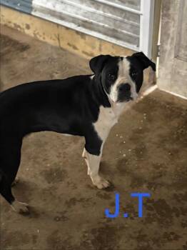Bulldog Dogs Available for Adoption - J.T. | PetCurious