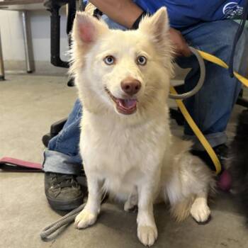 IVORY -  Australian Shepherd and Siberian Husky Dog for Adoption in Camarillo, California - IVORY | PetCurious