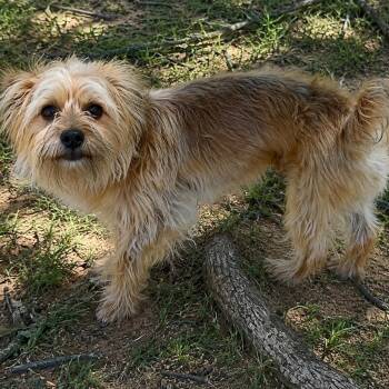 Paul -  Yorkshire Terrier and Mixed Breed Dog for Adoption in Pelham, New Hampshire - Paul | PetCurious
