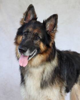 Rescue German Shepherd Dog Dogs for Adoption in Ocean Springs, Mississippi - Chester | PetCurious
