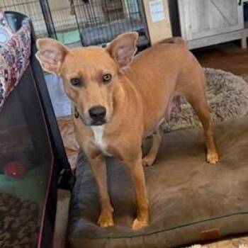 Julia Child, full of Joy -  Carolina Dog and Basenji Dog for Adoption in Houston, Texas - Julia Child, Full Of Joy | PetCurious