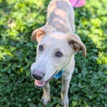 Nash -  Golden Retriever Dog for Adoption in Syracuse, New York - Nash | PetCurious