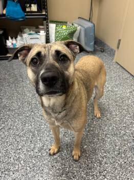 Payton -  Mixed Breed Dog for Adoption in Liverpool, New York - Payton | PetCurious