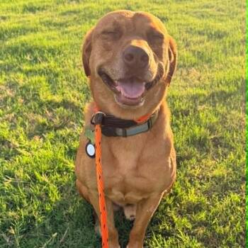 CARWASH BUDDY LIVES AT THE CARWASH -  Labrador Retriever and Vizsla Dog for Adoption in Kaufman, Texas - CARWASH BUDDY LIVES AT THE CARWASH | PetCurious