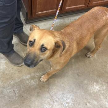 Shepherd Dogs Available for Adoption - Nitro - 022603U | PetCurious