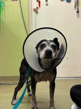Star -  American Staffordshire Terrier Dog for Adoption in Annapolis, Maryland - Star | PetCurious