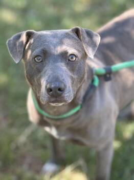 Blue Lacy Dogs Available for Adoption in Meherrin, Virginia - Harbor  | PetCurious