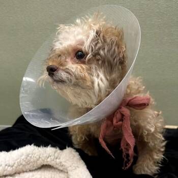 Poodle and Mixed Breed Dogs Available for Adoption in Woodinville, Washington - Koko | PetCurious