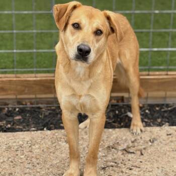 Labrador Retriever Dogs Available for Adoption - Charko | PetCurious