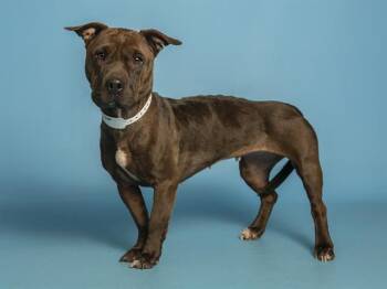Shar Pei and Dachshund Dogs Available for Adoption - XENA | PetCurious
