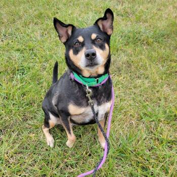 Rescue Mixed Breed Dogs for Adoption in Ballston Spa, New York - Cassie | PetCurious