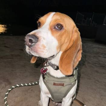 Marshall -  Beagle Dog for Adoption in Yuma, Arizona - Marshall | PetCurious