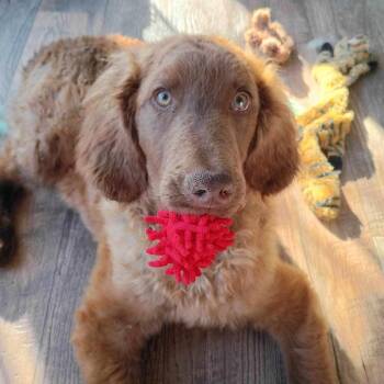 Rusty -  English Springer Spaniel and Mixed Breed Dog for Adoption in Boone, Iowa - Rusty | PetCurious
