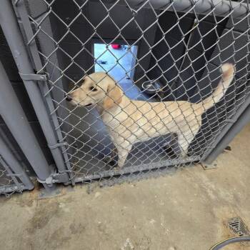 Toyotathon -  Yellow Labrador Retriever Dog for Adoption in Austin, Texas - Toyotathon | PetCurious