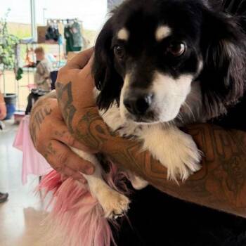 Spaniel Dogs Available for Adoption in Kingman, Arizona - Barney | PetCurious