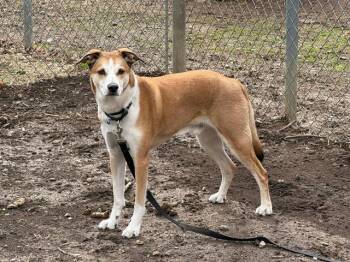 Siberian Husky Dogs Available for Adoption - CHURRO | PetCurious