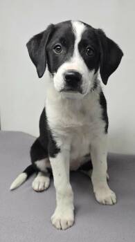 Labrador Retriever and Australian Shepherd Dogs Available for Adoption in New York, New York - Honest Pleasure *foster Needed* | PetCurious
