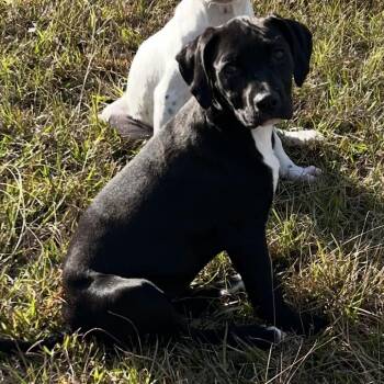 Labrador Retriever and Pit Bull Terrier Dogs Available for Adoption - Lucy | PetCurious