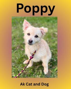 Poppy -  Maltese and Miniature Poodle Dog for Adoption in Wasilla, Alaska - Poppy | PetCurious