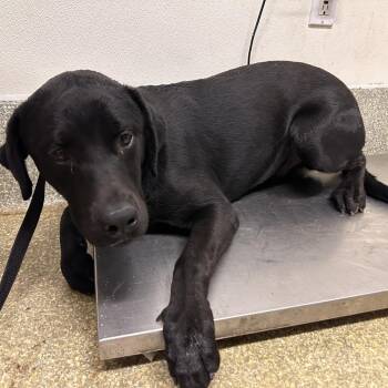 IVHS-Stray-139435 -  Black Labrador Retriever Dog for Adoption in San Gabriel, California - IVHS-Stray-139435 | PetCurious