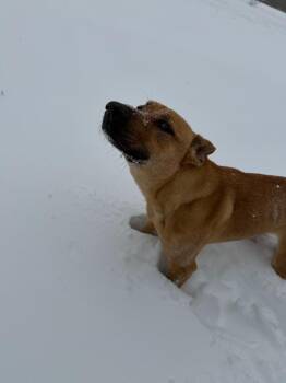 Zoey -  German Shepherd Dog Dog for Adoption in Bloomington, Indiana - Zoey | PetCurious